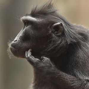 Black crested macaque (Macaca nigra)