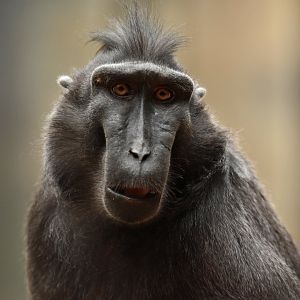 Black crested macaque (Macaca nigra)