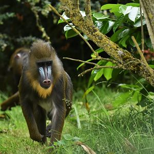 Mandrill (Mandrillus sphynx)