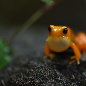 Golden mantella (Mantella aurantiaca)