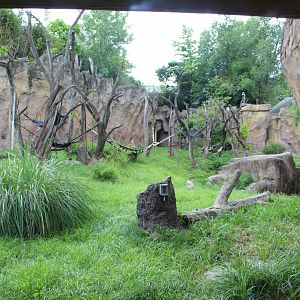 Chimpanzee Exhibit - Fragile Forest