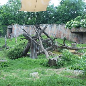 Gorilla Exhibit - Fragile Forest