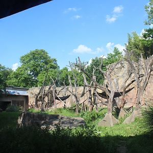 Chimpanzee Exhibit - Fragile Forest