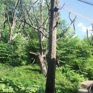 Orangutan Exhibit - Fragile Forest