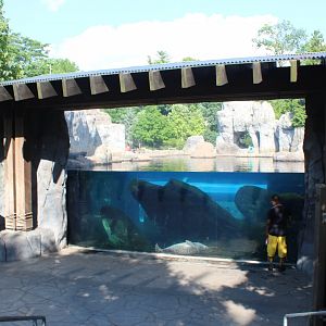 Sea Lion Sound Underwater Viewing (California Sea Lion & Harbor Seal Exhibit)