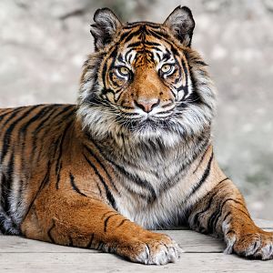Sumatran Tiger (Daseep) / 12-5-22 / Dudley