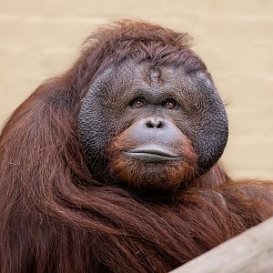 Bornean Orangutan / 12-5-22 / Dudley