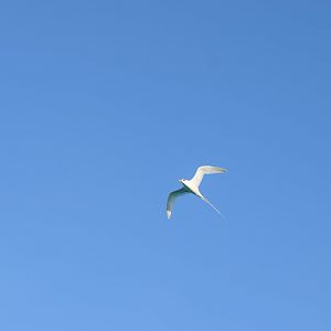 White-tailed Tropicbird (Phaethon lepturus catesbyi)