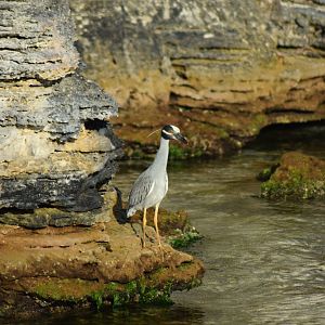 Yellow-crowned Night Heron (Nyctanassa violacea)
