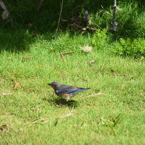 Eastern Bluebird (Siala sialis bermudensis)