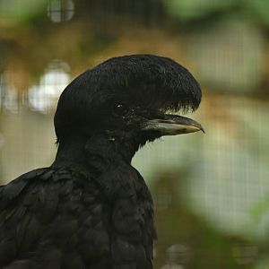 Long-wattled umbrellabird Cephalopterus penduliger