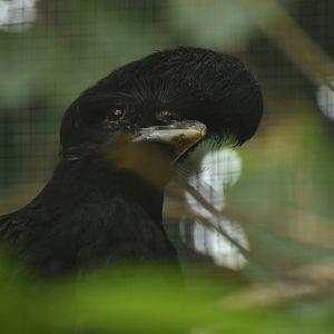 Long-wattled umbrellabird Cephalopterus penduliger