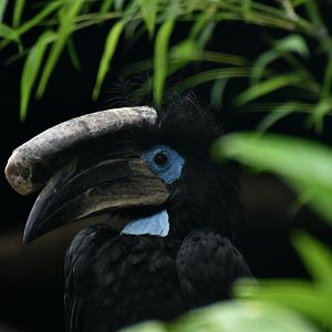 Black-casqued Hornbill Ceratogymna atrata