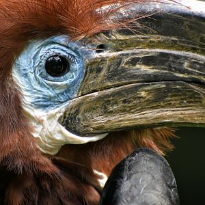 Black-casqued Hornbill Ceratogymna atrata