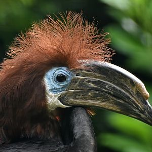 Black-casqued Hornbill Ceratogymna atrata