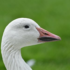 Snow Goose Anser caerulescens