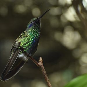 Sparkling Violet-ear Colibri coruscans