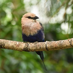 Blue-bellied Roller Coracias cyanogaster