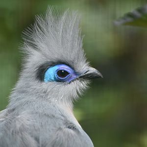 Crested Coua Coua cristata