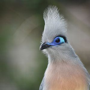Crested Coua Coua cristata