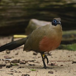 Giant Coua Coua gigas