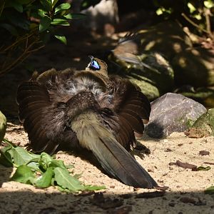 Giant Coua Coua gigas