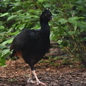 Red-billed Curassow Crax blumenbachii