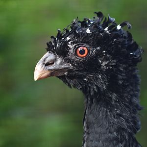 Red-billed Curassow Crax blumenbachii