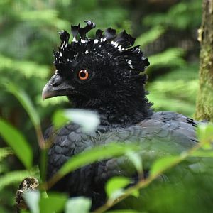 Red-billed Curassow Crax blumenbachii