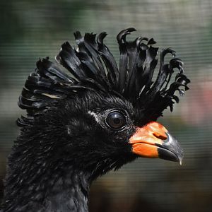 Red-billed Curassow Crax blumenbachii