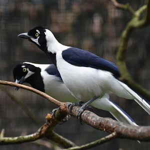 White-tailed Jay Cyanocorax mystacalis