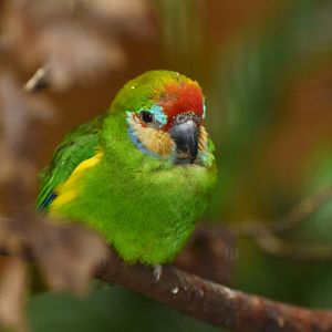 Double-eyed Fig-Parrot Cyclopsitta diophthalma