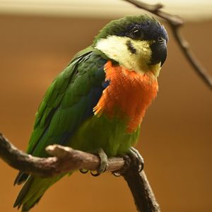 Orange-breasted Fig-Parrot Cyclopsitta gulielmitertii