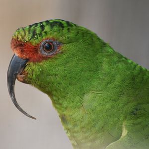 Slender-billed Parakeet Enicognathus leptorhynchus