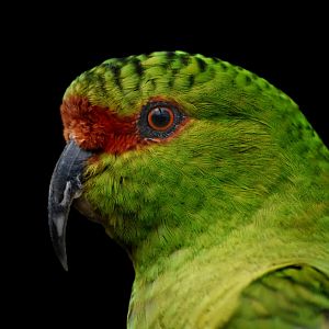 Slender-billed Parakeet Enicognathus leptorhynchus