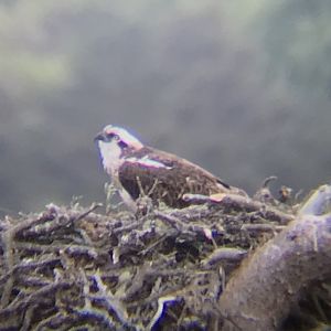 Osprey (Loch of the Lowes nature reserve)