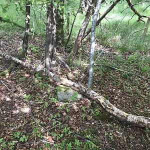 Beaver gnaw marks? (Loch of the Lowes nature reserve)