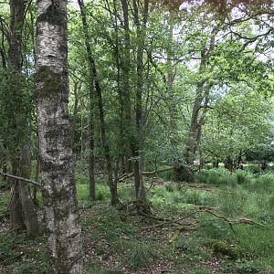 View of woodland (Loch of the Lowes nature reserve)