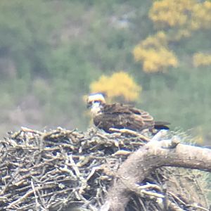 Osprey (Loch of the Lowes nature reserve)