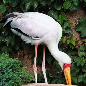 Yellow-billed stork (Mycteria ibis), 2022-05-26