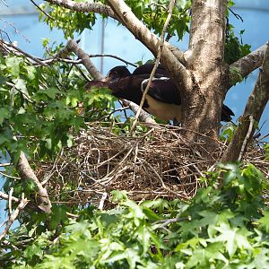 Abdim's stork (Ciconia abdimii) nest, 2022-05-26