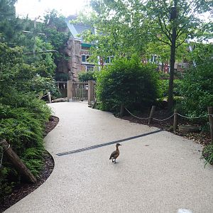 Visitor area in the Savanna aviary, 2022-05-26