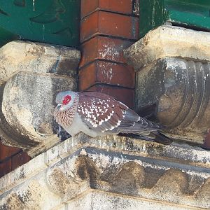 Speckled pigeon (Columba guinea), 2022-05-26