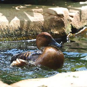 Fulvous whistling duck bathing (Dendrocygna bicolor), 2022-05-26