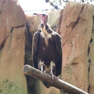 Hooded vulture (Necrosyrtes monachus), 2022-05-26