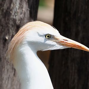 Western cattle egret (Bubulcus ibis ibis), 2022-05-26