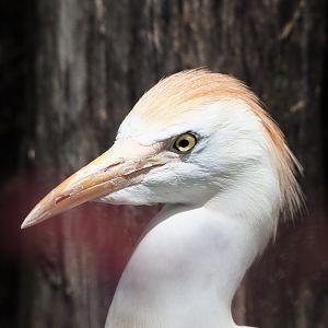 Western cattle egret (Bubulcus ibis ibis), 2022-05-26