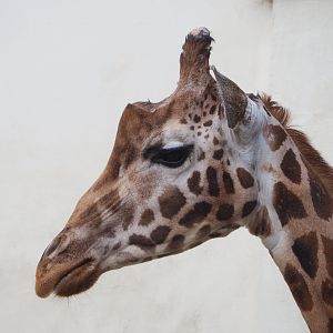 Hybrid giraffe (Giraffa camelopardalis rothschildi), 2022-05-26