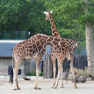 Hybrid giraffes (Giraffa camelopardalis rothschildi and G. reticulata), 2022-05-26