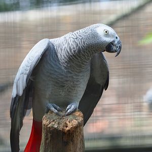 Congo African grey parrot (Psittacus erithacus erithacus), 2022-05-26